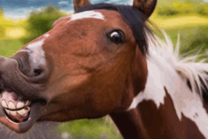 A close of up a head of a brown and white horse. Its lips are pulled back and showing its teeth as if it is laughing, This photo is used in an article on the website, becoming stoic, that is about adding a dash of humor to situations with others. It is on www.becomingstoic.net in a post called "Stoicism with a Dash of Humor".