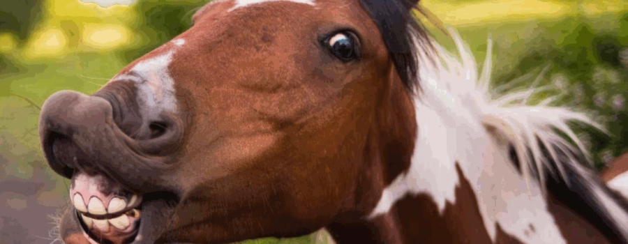 A close of up a head of a brown and white horse. Its lips are pulled back and showing its teeth as if it is laughing, This photo is used in an article on the website, becoming stoic, that is about adding a dash of humor to situations with others. It is on www.becomingstoic.net in a post called "Stoicism with a Dash of Humor".